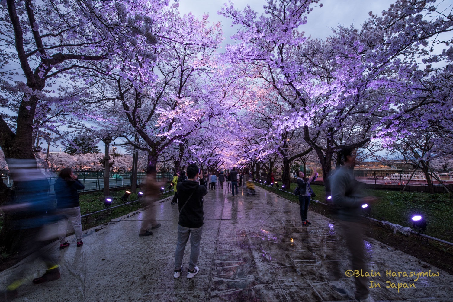 Japan Cherry Blossom Tour